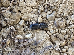 Scarites subterraneus