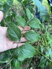 Lithospermum latifolium