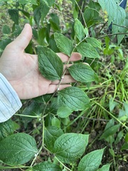 Lithospermum latifolium