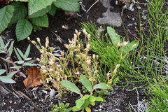 Cerastium beeringianum