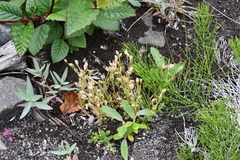 Cerastium beeringianum