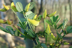 Hippocrepis emerus