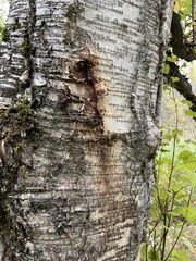 Betula neoalaskana