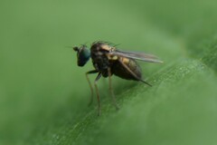 Empidoidea