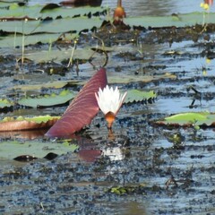 Nymphaea alba