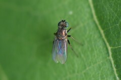 Empidoidea