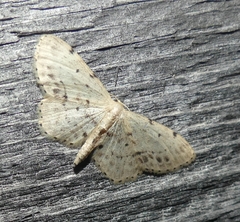 Idaea dimidiata