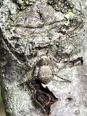 Philodromus margaritatus