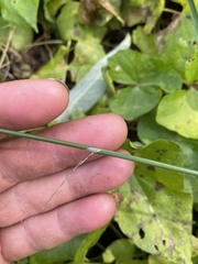 Poa palustris