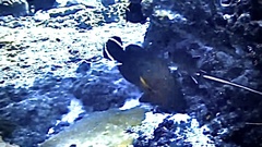 Cephalopholis urodeta