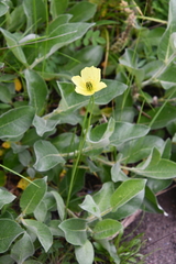 Papaver angustifolium