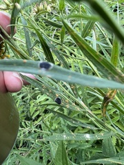 Asteromyia euthamiae