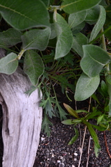 Papaver angustifolium