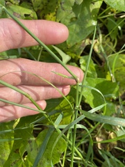 Poa palustris