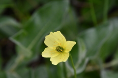 Papaver angustifolium