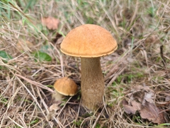 Leccinellum crocipodium