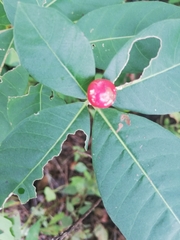 Rauvolfia tetraphylla