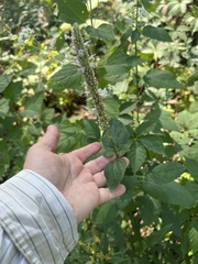 Agastache