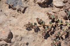 Euphorbia micromera