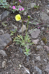 Papaver pulvinatum