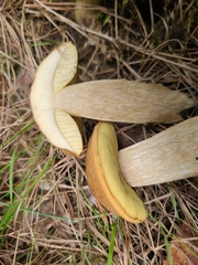 Leccinellum crocipodium