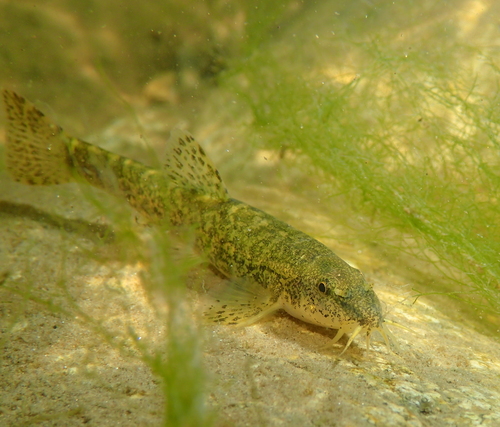 European Stone Loach
