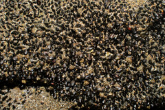 Mytilidae