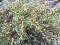 Ribes velutinum