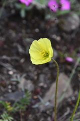 Papaver pulvinatum