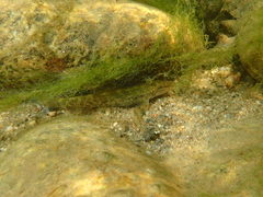 Barbatula barbatula