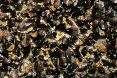 Mytilidae