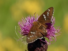 Apyrrothrix araxes