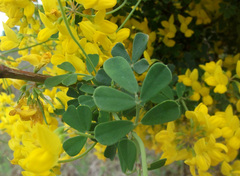 Coronilla valentina glauca