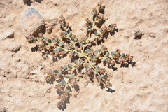 Euphorbia micromera