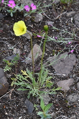 Papaver pulvinatum