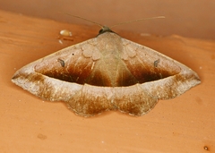 Epidromia rotundata