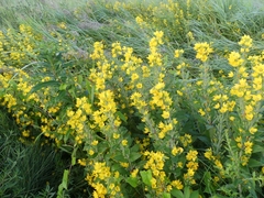 Lysimachia punctata