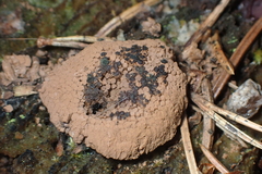 Tubifera