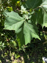 Platanus occidentalis