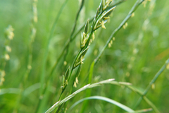 Lolium perenne