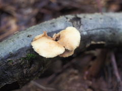 Polyporus