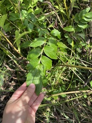 Valeriana officinalis