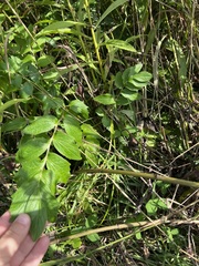 Valeriana officinalis