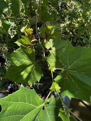 Platanus occidentalis