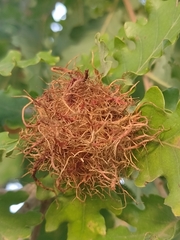 Andricus caputmedusae