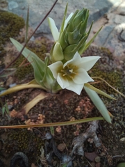 Ornithogalum