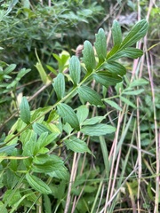 Valeriana officinalis