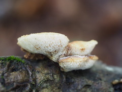 Polyporus