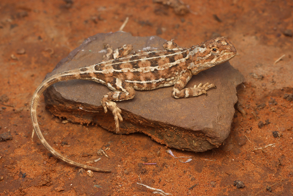 Eyrean Earless Dragon