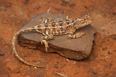 Eyrean Earless Dragon photo 2
